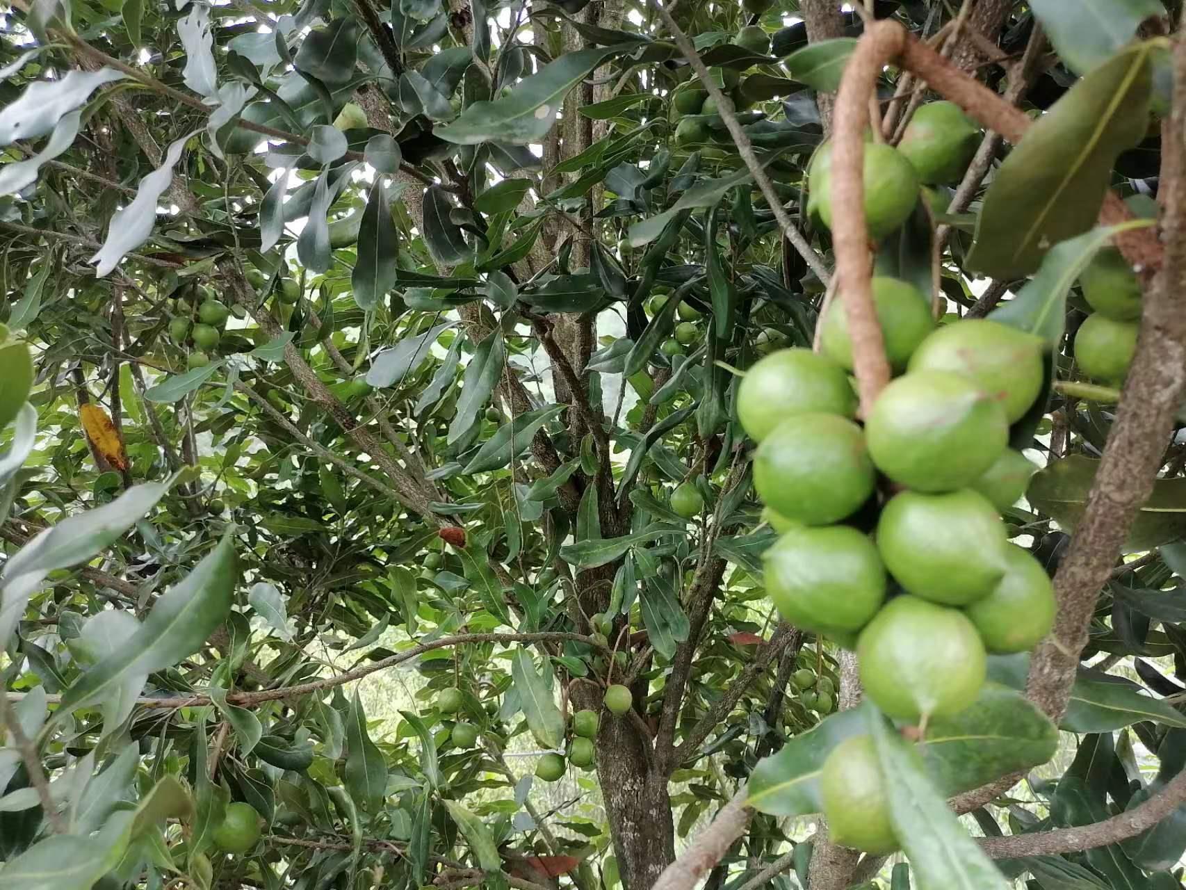 凤庆县郭大寨乡：见缝插针发展坚果产业