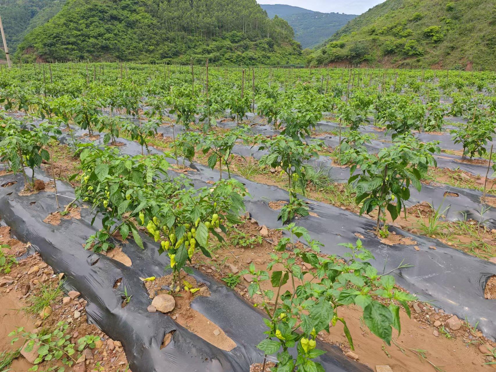 凤庆县新华乡：砂场治理绘就生态振兴新画卷
