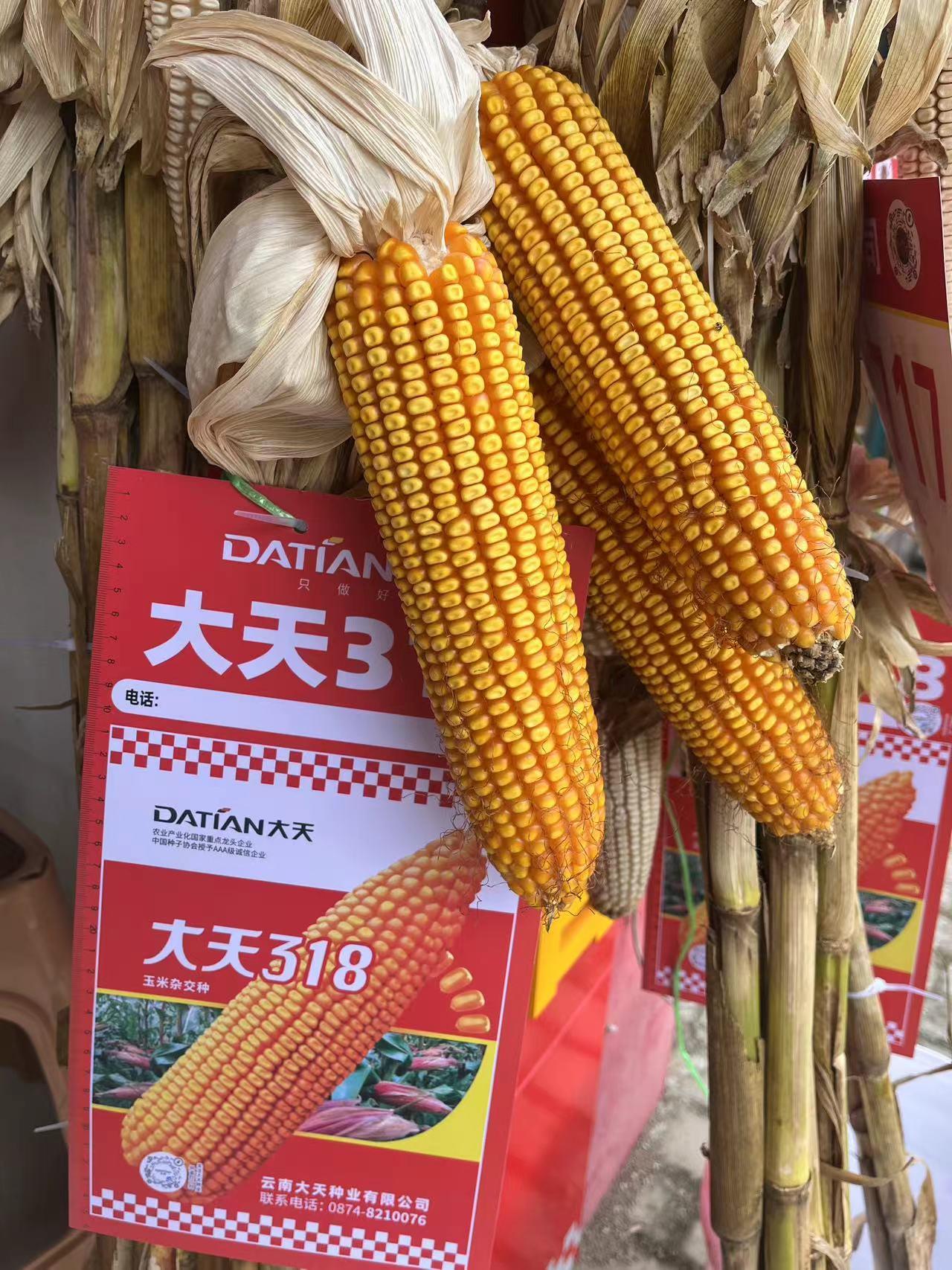 三岔河镇：“金”秋玉米喜丰收 遍地金黄好“丰”景